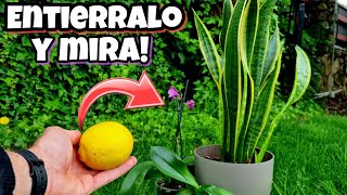 LIMÓN en tus PLANTAS Pon su CÁSCARA y MIRA que Sucede al INSTANTE  Abono Casero para Huerto Urbano [upl. by Wellington397]