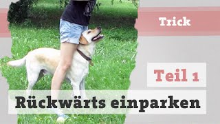 Hund Rückwärts einparken beibringen 1  Tricks Hundetrick Hundetraining Hundekanal [upl. by Sampson]