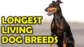 Top 10 Longest Living Dog BreedsAmazing Dogs [upl. by Adnilemreh]