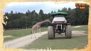 Neue SafariSpecialTour Die VIPBIGFOOTSAFARI im SerengetiPark [upl. by Hiamerej]