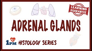 Adrenal Gland Histology [upl. by Irpac]