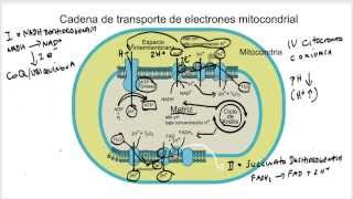 Cadena de Transporte de Electrones y Fosforilación Oxidativa [upl. by Neram]