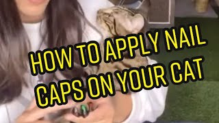 How to Cut your Cats Nails amp How to Apply Nail Caps [upl. by Husha293]