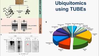 TUBEs High Affinity Ubiquitin Binding Reagents [upl. by Hnahym]