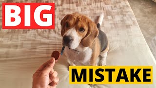 7 Beagle Training Mistakes Owners Make [upl. by Norek93]