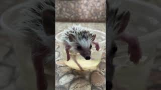 Clearing up he hedgehoge cute hedgehoglover hedgehog cuteanimals hedgehoglife animals pets [upl. by Fulbert909]