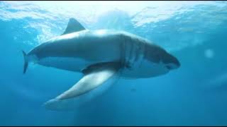 Great White SharkJAWS Eats our 360 VR Camera Be inside Jaws mouth  EPIC FOOTAGE [upl. by Rosenkranz]