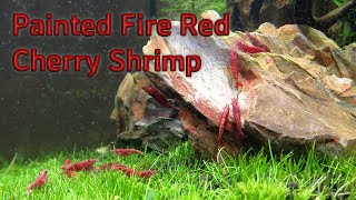 Painted Fire Red Shrimp [upl. by Bodnar714]