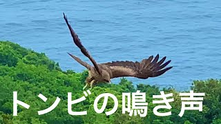 トンビの鳴き声ピーヒョロロ2020518 [upl. by Htiel]