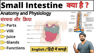 Small Intestine छोटी आंत  Parts  Duodenum jejunum ileum  Bowel Anatomy and Physiology [upl. by Atnas]