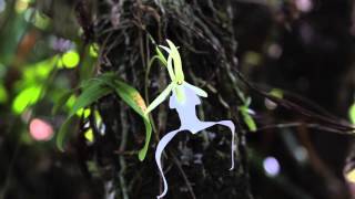 Ghost Orchid Flowers Blooming in the Swamp [upl. by Blanchard439]