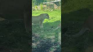 Lions at Blackpool zoo [upl. by Darya]