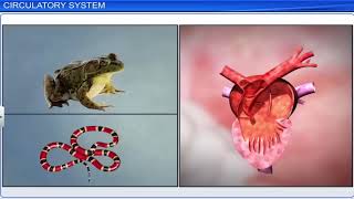 CBSE Class 11 Biology  Body Fluids and Circulation  Full Chapter  By Shiksha House [upl. by Omixam]