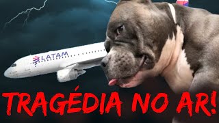 TRAGÉDIA NOS ARES 🚨LATAM CULPA RAÇÃO pela morte de American Bully [upl. by Htelimay]