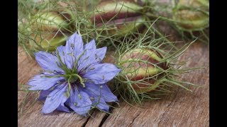 Nigella sativa [upl. by Butte]