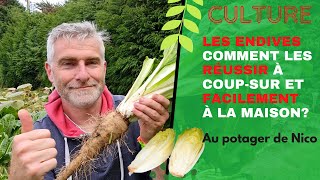 Endives 🎍  Découvrez comment cultiver des endives à la maison  Tuto simple et facile [upl. by Perlie272]