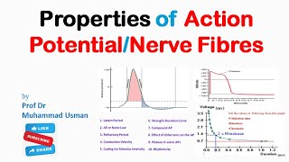 Properties of Action PotentialNerve fibres  Nerve Physiology [upl. by Ellehciram]