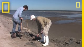 Exxon Valdez Lessons Applied in Gulf Coast Cleanup  National Geographic [upl. by Bernadina324]