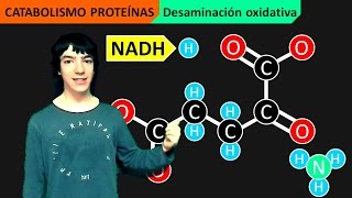 Catabolismo Proteínas Desaminación y Transaminación [upl. by Friedland591]