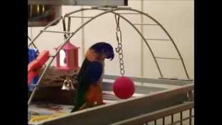 Birdie caique playing with the Babble Ball [upl. by Akinor30]