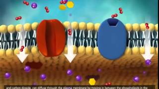 Membrane Transport in Cells [upl. by Bobbi947]