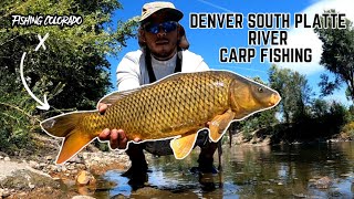 Denver South Platte River Carp Fishing 2024 [upl. by Drew48]