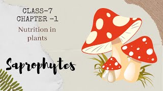 Saprophytes  Chapter  1  Nutrition in Plants  Science  Class  7 [upl. by Idnaj]