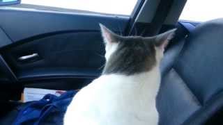 Cat freaking out in car [upl. by Kcin]