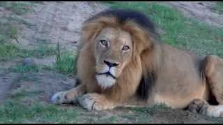 Rare African Lion Roar [upl. by Annamaria]