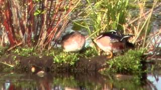 Wood Duck Courtship  A Tender Interaction [upl. by Reeves]