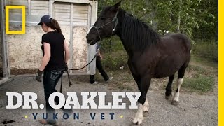 Horse Acupuncture  Dr Oakley Yukon Vet [upl. by Juley]