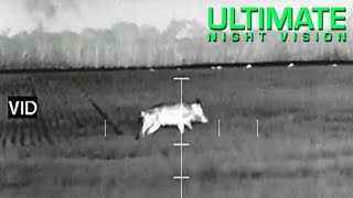 Thermal Scope Hog Hunt  250 pound Wild Hog kill with an ATN ThOR 320 35x [upl. by Wilson]