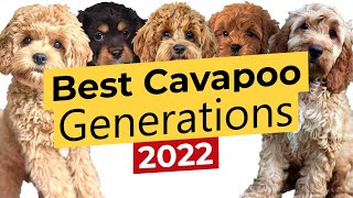 Best Cavapoo Generations F1 🐶 F1B 🐶 F1BB 🐶 F2 🐶 F2B 🐶 F2BB 🐶 F3 🔴2022🔴 [upl. by Nalo]