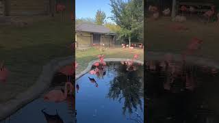 Flamingo vlog birds flamingo [upl. by Annoval]