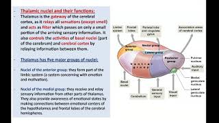 Anatomy of the Diencephalon  Dr Ahmed Farid [upl. by Nuncia559]