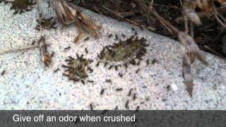 Odorous House Ants [upl. by Aggappera]