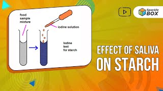 The Effect of Saliva on Starch  Grade 7 Science Experiment  Sparklebox [upl. by Sela978]