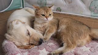 baby56879 Incredible love story Labrador retriever hugs kitten and falls asleep [upl. by Reece]