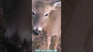 The Deer Whisperer This cute deer has the biggest Doe eyes ever buffalonewyork deer shorts [upl. by Nagorb]