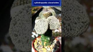 9 Tipos De Cylindropuntia 🌵 Shorts [upl. by Strohl]