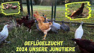 Geflügelzucht  unsere Nachzucht 2024  Ausstellungtiere [upl. by Benia]