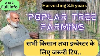 Poplar tree farming full info for beginners  Trending Nature [upl. by Lrae]