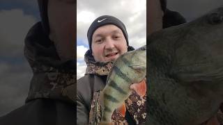 Осенний окунь на бейткастинг fishing поймалотпусти shorts baitcasting perch окунь [upl. by Aicilif]