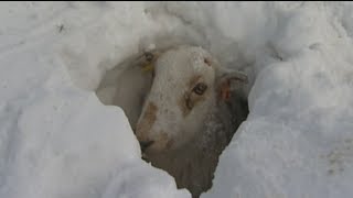 Welsh farmer digs sheep out of 5ft snow drifts [upl. by Oinotnaesoj]