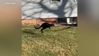 Runaway wallaroo leads police on wild chase through Peru Illinois  ABC7 Chicago [upl. by Laurence]