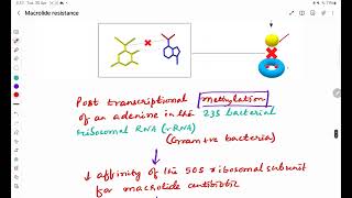 Macrolide Antibiotics Resistance [upl. by Woothen]