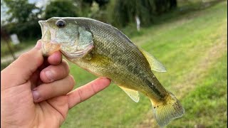 Pesca al Bass con prodotti Mikado ma poi… [upl. by Kaz]