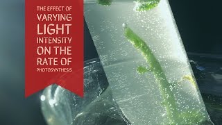 Effect of a Varying Light Intensity on Rate of PhotosynthesisUpdated [upl. by Cassell593]