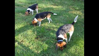 Beagles found rabbit scent  Loud Baying call  sniffing wagging tails WHAT FUN [upl. by Daryl581]