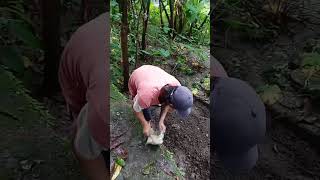 young boy garlic cultivation agriculture riverland dudhia garlic leaf [upl. by Casteel]